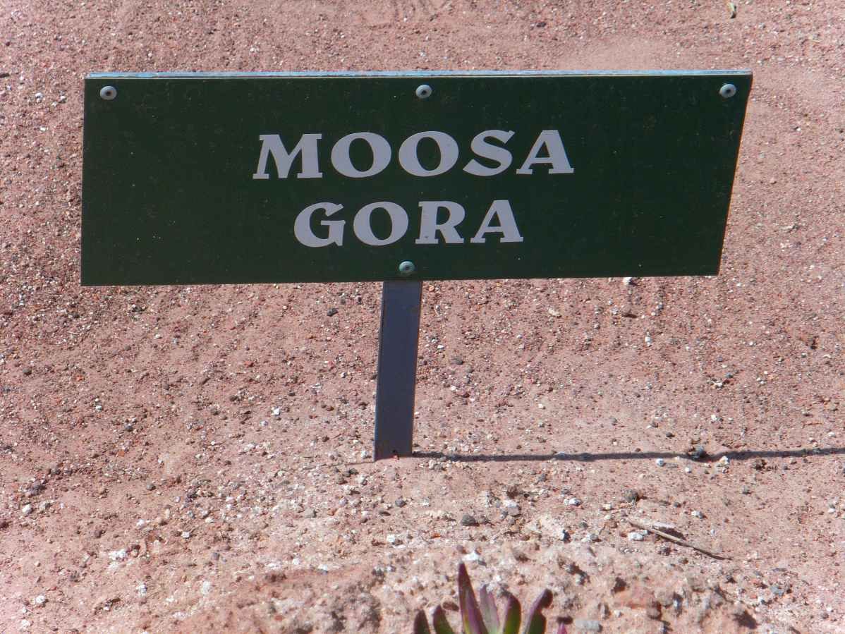 GORA Moosa