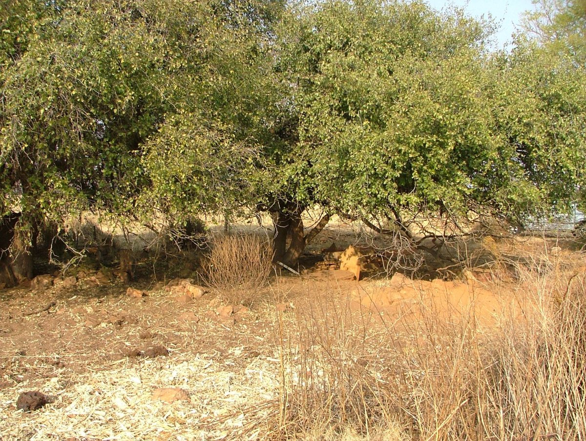 1. Overview of Leeufontein cemetery - Potchefstroom