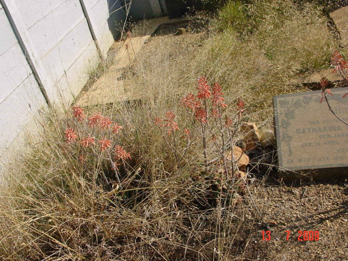 5. View inside the cemetery