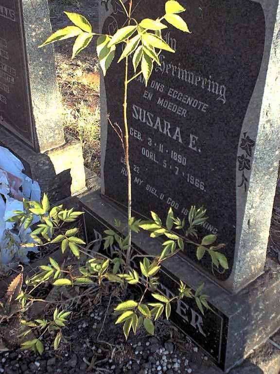 POTGIETER Susara E. 1890-1966
